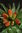 25 x Orangerote Kaiserkronen Samen Fritillaria Imperialis Aurora