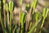 25 x Cremeweiße Kaiserkronen Samen Fritillaria Imperialis Raddeana