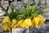 20 x Gelbe Kaiserkronen Samen Fritillaria Imperialis Lutea Maxima