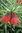 20 x Rote Kaiserkronen Samen Fritillaria Imperialis Rubra