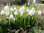 20 x Märzenbecher Samen/ Frühlingsknotenblume / Leucojum vernum