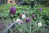 20 x Schachbrettblume Samen Fritillaria Meleagris Kiebitzei Weiß Lila