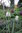 20 x Schachbrettblume Samen Fritillaria Meleagris Kiebitzei Weiß Lila