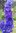 30 x Rittersporn blau - violett Samen Delphinium elatum