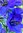 30 x Rittersporn blau - violett Samen Delphinium elatum
