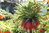 5 x Orangerote Kaiserkronen Knollen Fritillaria Imperialis Aurora 10+