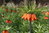 5 x Orangerote Kaiserkronen Knollen Fritillaria Imperialis Aurora 10+