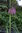 10 x Knollen Schachbrettblume Fritillaria Meleagris Kiebitzei Weiß Lila MIX
