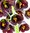 2 x Frittilaria Persica Adiyaman - Persische Kaiserkrone - Glockenlilie