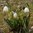 5 x Märzenbecher Knollen Leucojum Vernum 5/8 cm Knotenblume