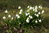 5 x Märzenbecher Knollen Leucojum Vernum 5/8 cm Knotenblume