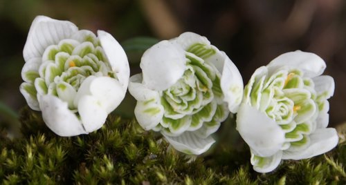 10 Schneeglöckchen Knollen Galanthus Nivalis Flore Pleno ( gefüllte Schneeglöckchen )
