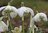 10 Schneeglöckchen Knollen Galanthus Nivalis Flore Pleno ( gefüllte Schneeglöckchen )