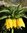 2 x Gelbe Kaiserkronen Knollen Fritillaria Imperialis Lutea Maxima