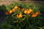 20 x Orange Kaiserkronen Samen Fritillaria Imperialis Eduardii