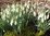 20 Schneeglöckchen Knollen Galanthus Elwesii