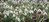 20 Schneeglöckchen Knollen Galanthus Elwesii