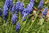 10 x Traubenhyazinthen Knollen (Schornsteinfeger) Muscari Armeniacum