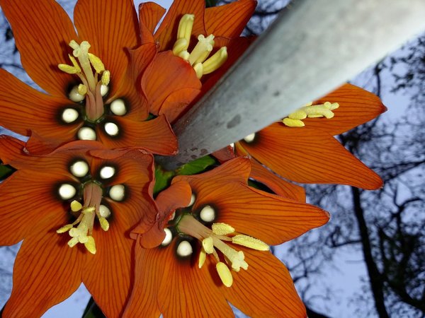 Orangerote Kaiserkronen Samen Fritillaria Imperialis Aurora