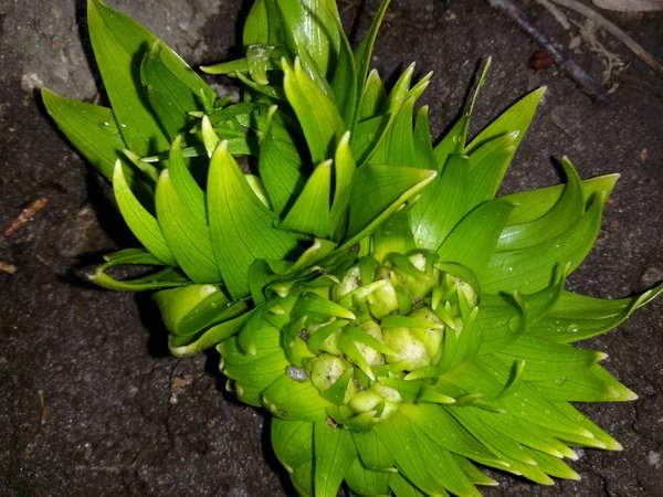 Gelbe Kaiserkronen Samen Fritillaria Imperialis Lutea Maxima