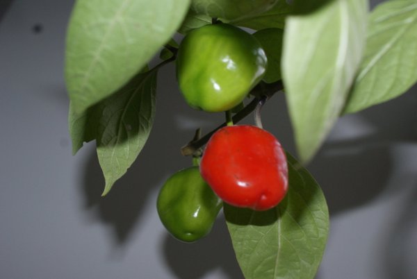 10 x Baumchili Samen – Capsicum pubescens