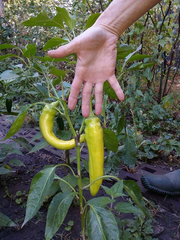 10 x Bullhorn Chili Samen
