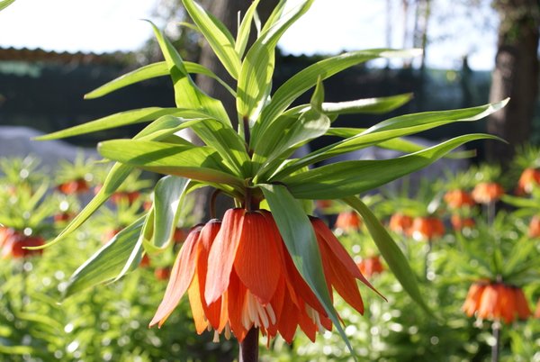 Orangerote Kaiserkronen Knollen Fritillaria Imperialis Aurora