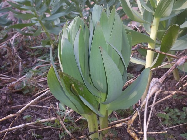 2 x Frittilaria Persica Adiyaman Knollen - Persische Kaiserkrone - Glockenlilie
