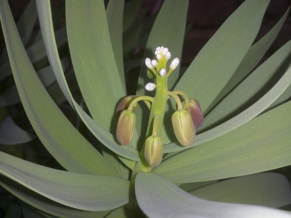 2 x Frittilaria Persica Adiyaman Knollen - Persische Kaiserkrone - Glockenlilie