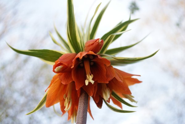 Orangerote Kaiserkronen Knollen Fritillaria Imperialis Aureomarginata - panaschiert