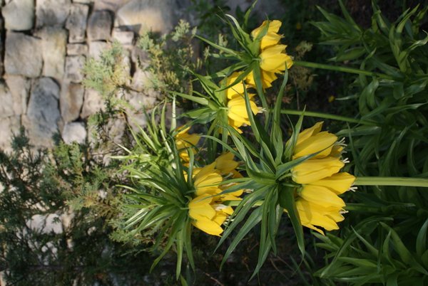Gelbe Kaiserkronen Knollen Fritillaria Imperialis Lutea Maxima