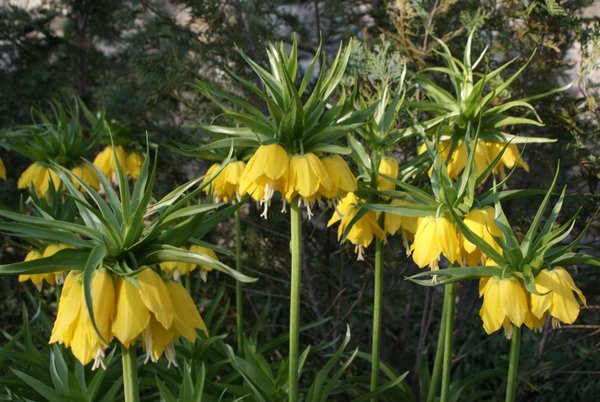 Gelbe Kaiserkronen Knollen Fritillaria Imperialis Lutea Maxima