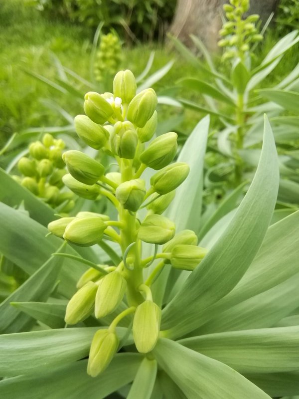 1 x Frittilaria Persica Alba - Persische Kaiserkrone - Glockenlilie