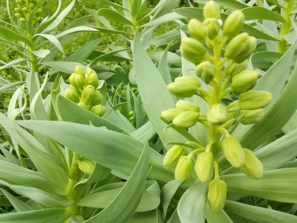 1 x Frittilaria Persica Alba - Persische Kaiserkrone - Glockenlilie